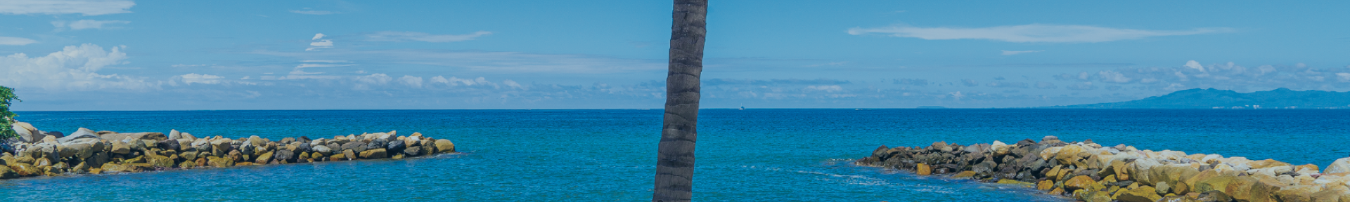 Tropical beach with palm tree.